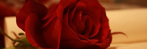 wardh2022's profile banner image