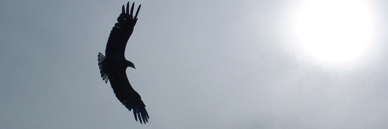 Tony Sheppard banner