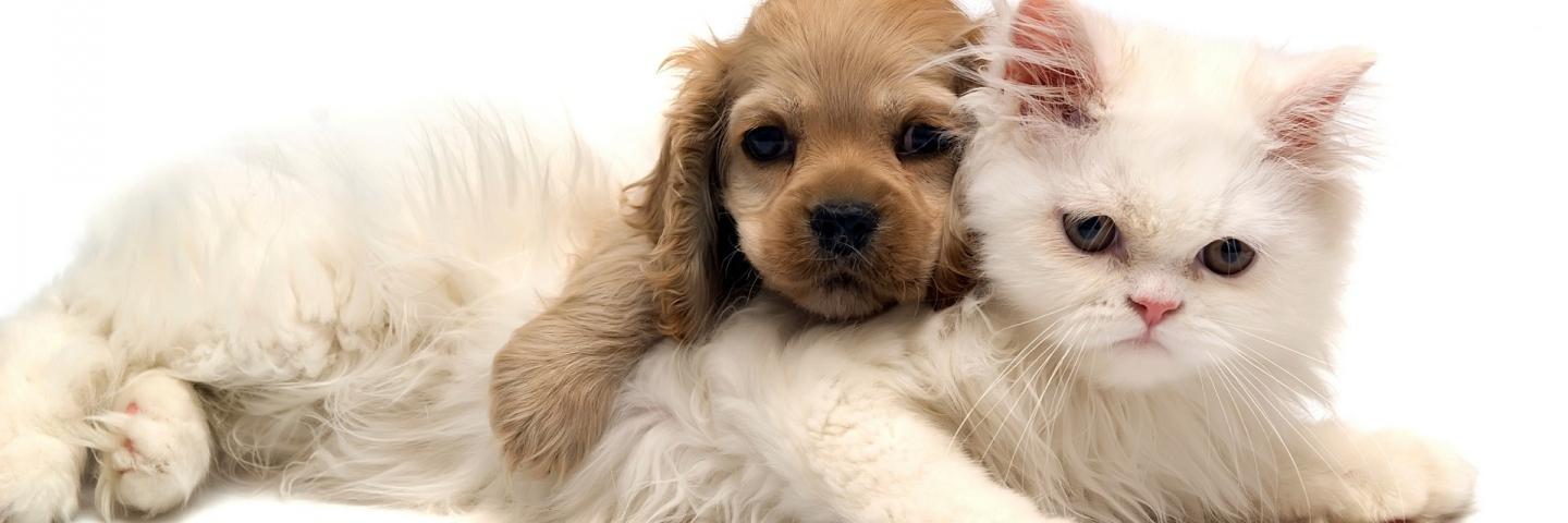pet_heaven's profile banner image