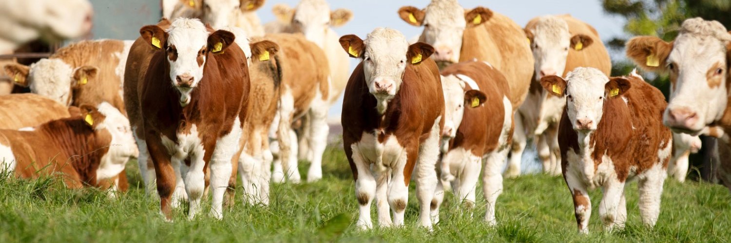 British Simmental banner