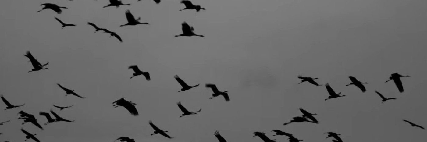 hejbew's profile banner image