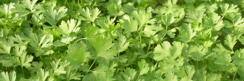 Solagro banner