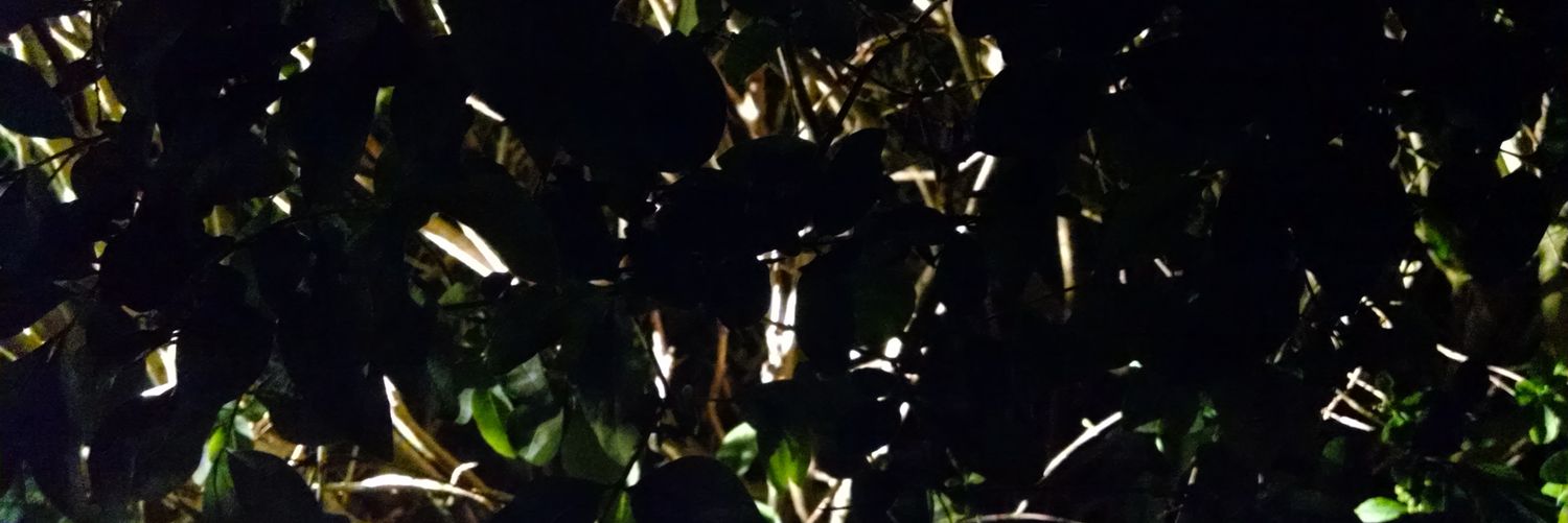 cjlemmon255's profile banner image