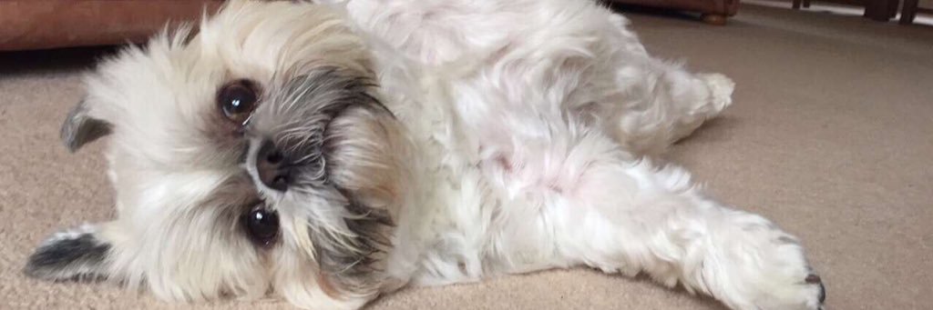 el_bentley's profile banner image