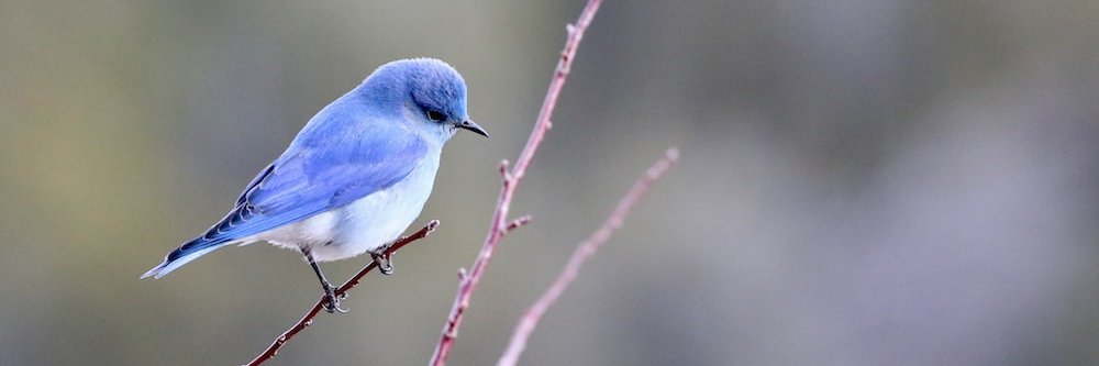 cmdrchrist's profile banner image