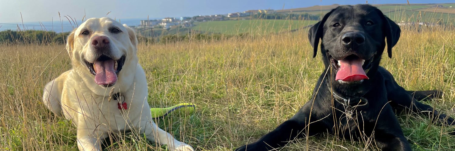 Tamsin🦁 banner