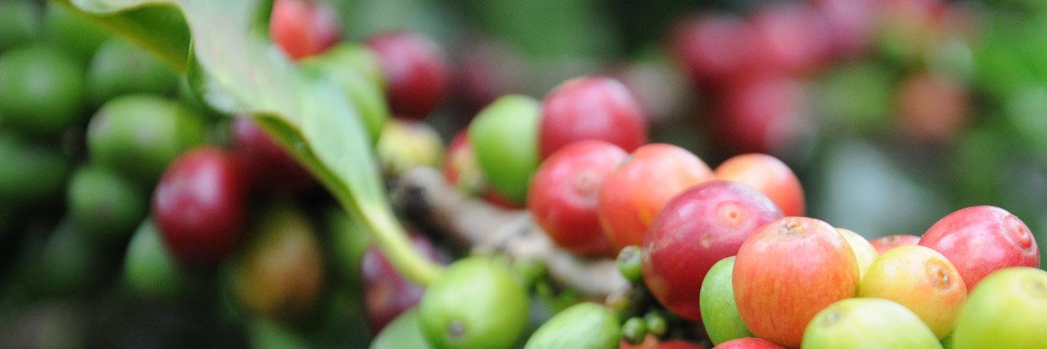 CoffeeTimeAAM's profile banner image