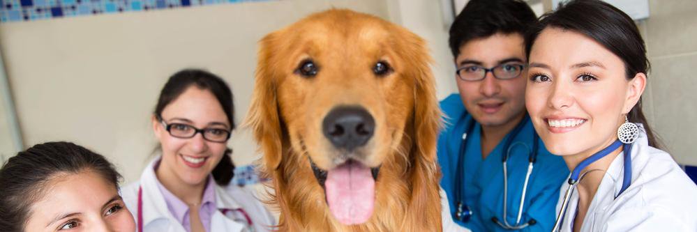 circulo_vet's profile banner image