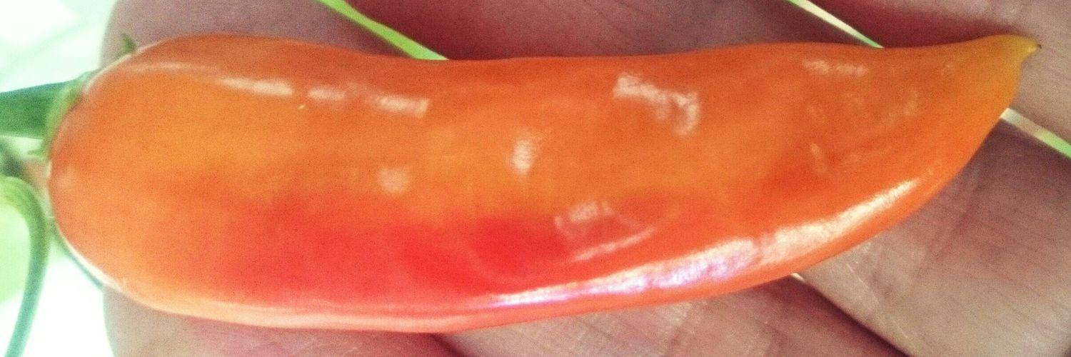 chilliist's profile banner image
