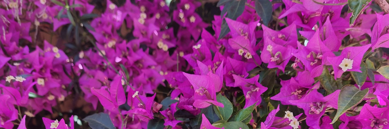 jmadillon's profile banner image