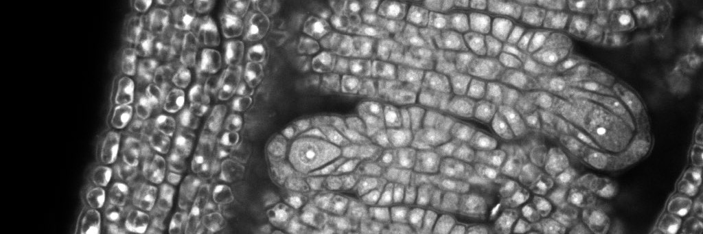 Marta A. Mendes🌱 banner