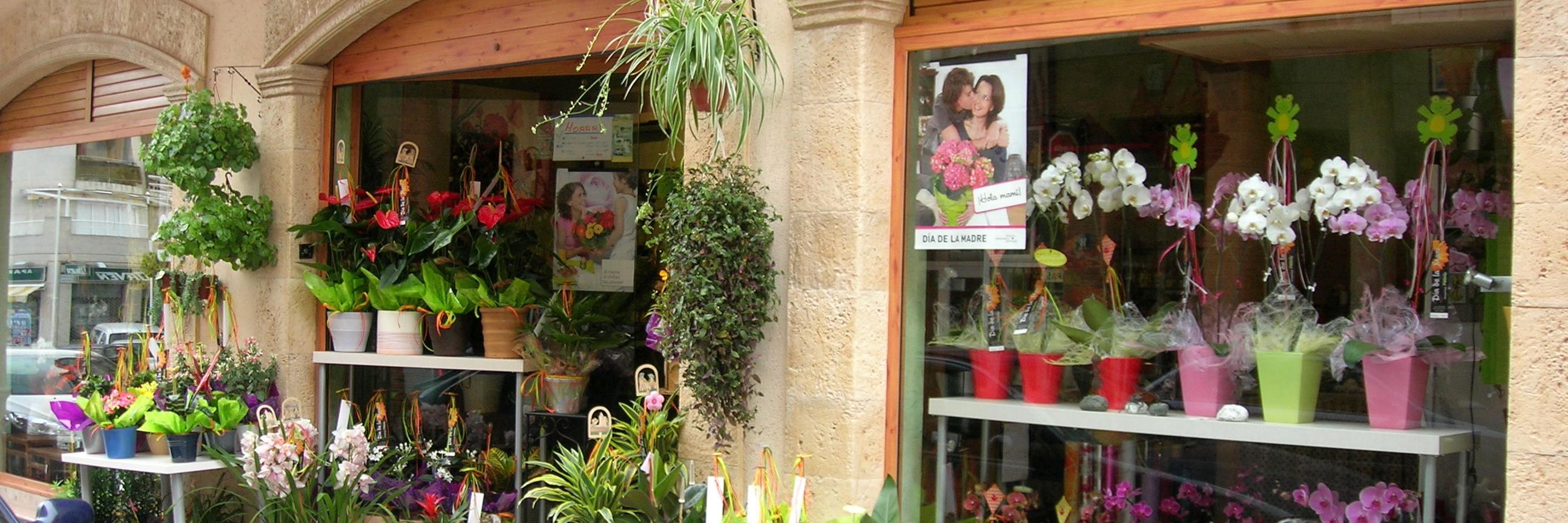 petalslatorre's profile banner image