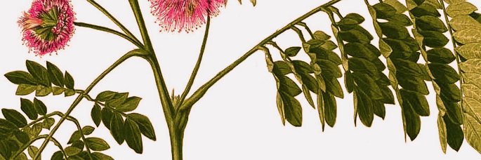 poesiavene's profile banner image