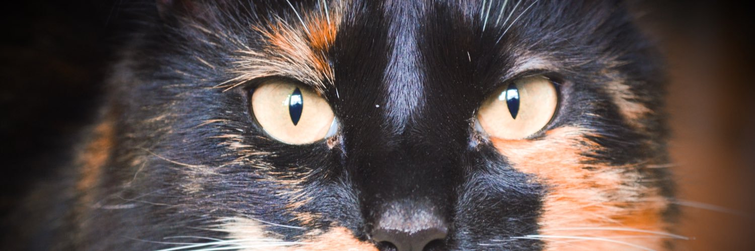 GleamingShadow's profile banner image