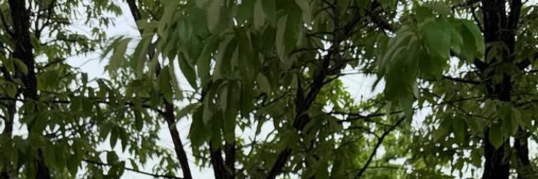 ☾ banner