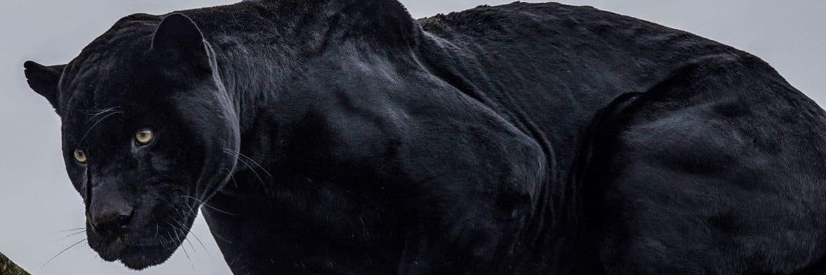 Mark McNamara banner