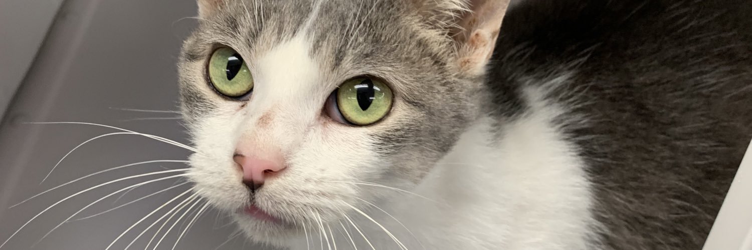 Milly_Monster_'s profile banner image