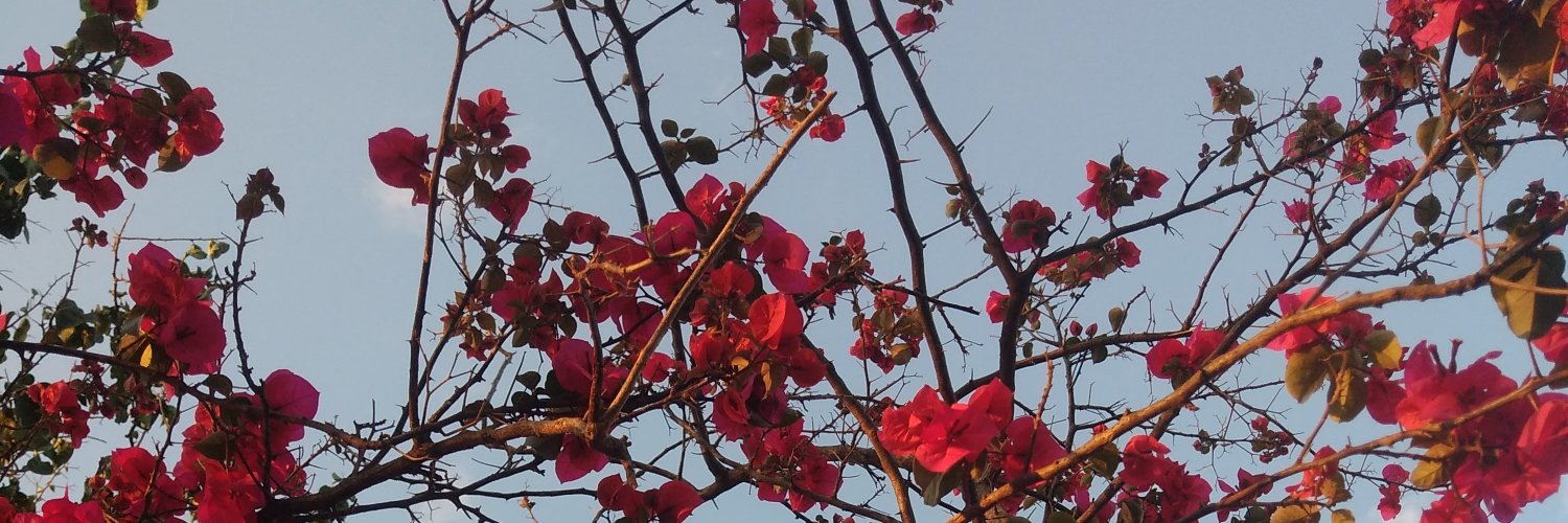gabsorvente's profile banner image