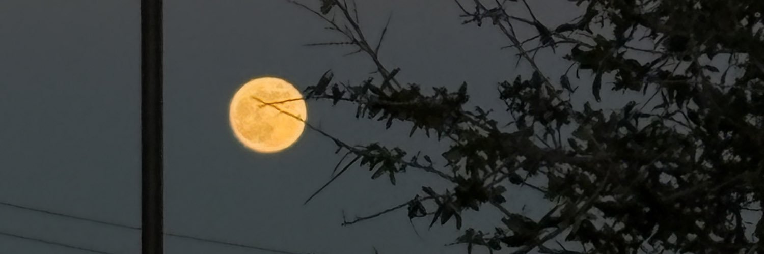ShyJoy16's profile banner image