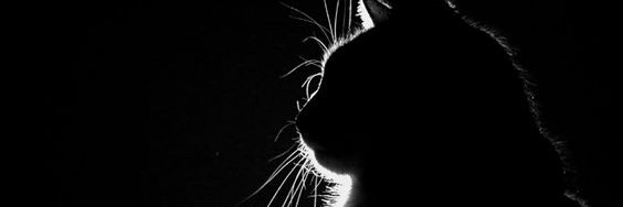 andre_shot's profile banner image