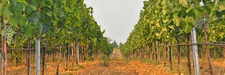 Grad_Trebinje's profile banner image