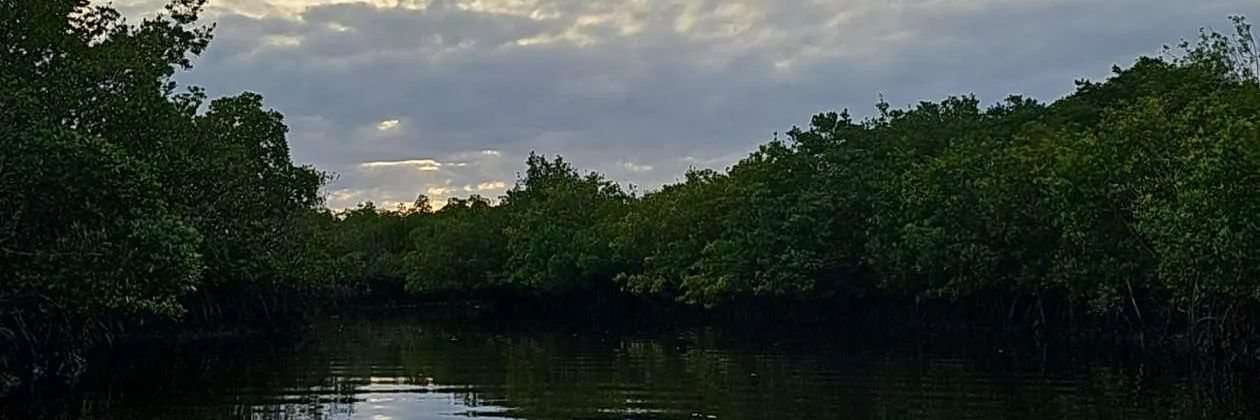 SuppliedNewt's profile banner image