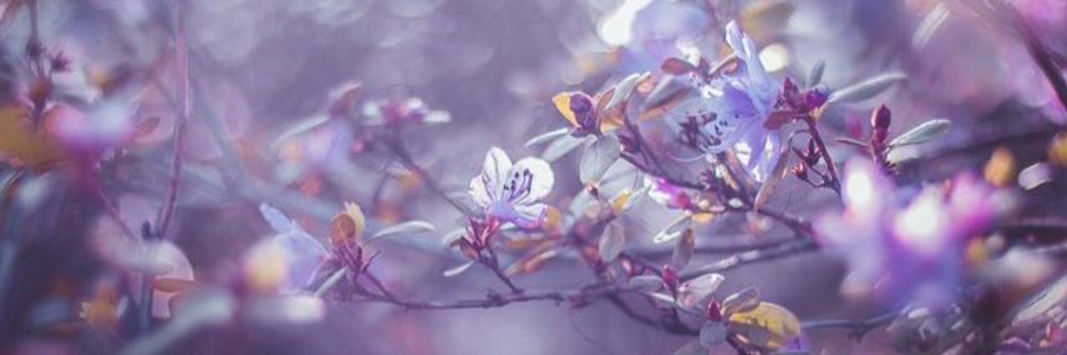 SejZ1234's profile banner image