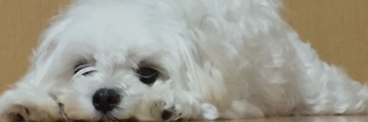 Alicekk1211's profile banner image