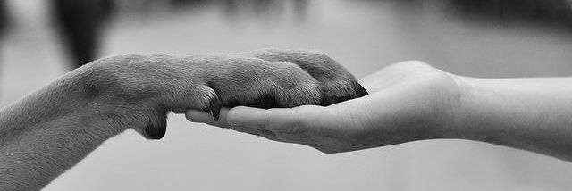 Timothy Post  🌹 banner