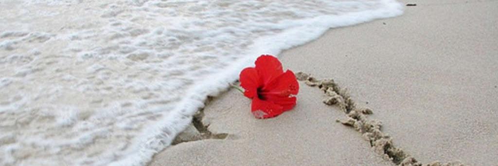 NadaALzaab's profile banner image