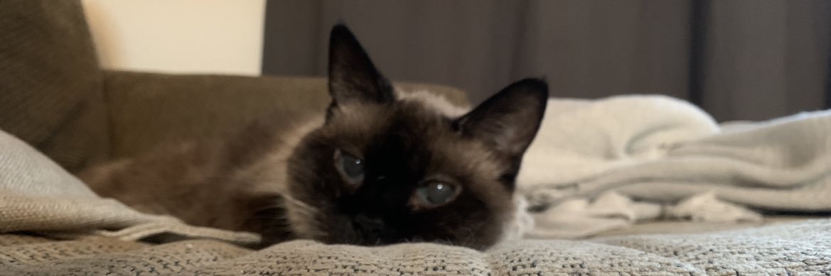 angeryshelbae's profile banner image