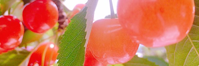 bususubu310's profile banner image