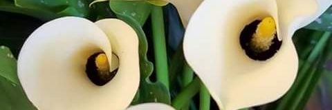Annie Guyot @anine57 banner