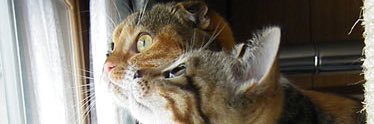 TurutanMumu's profile banner image