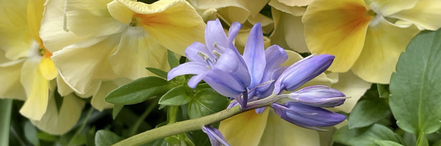 ぱーるおばさん（サッカーボール女） banner