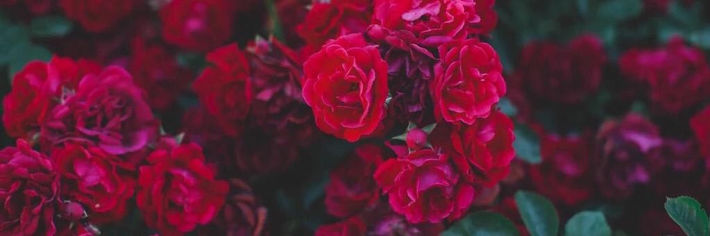 dananoel_'s profile banner image