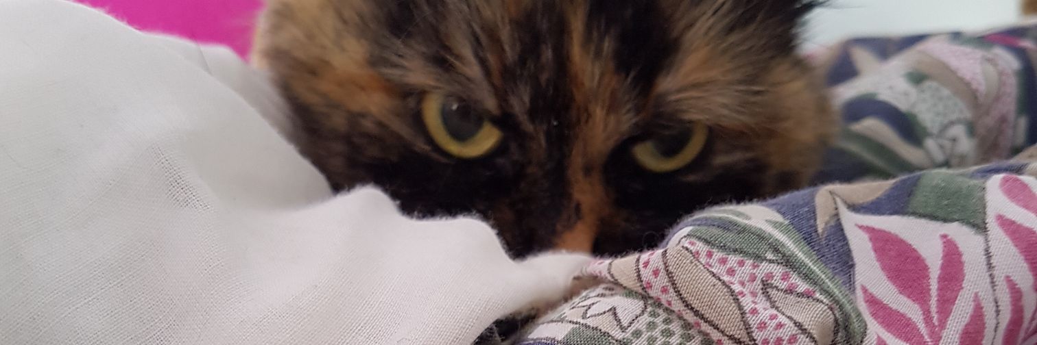 Gabee ⊙⊝⊜ banner