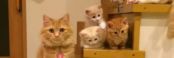 LuceroPearly Profile Banner