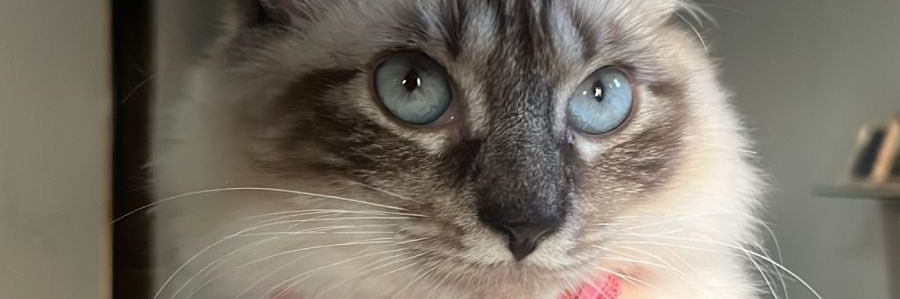 lelawinch's profile banner image