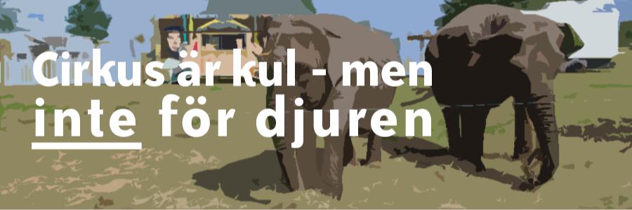 intepacirkus's profile banner image