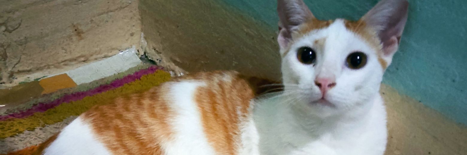 pinaycat's profile banner image