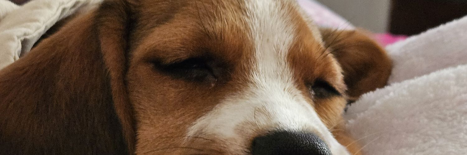 peuplier_'s profile banner image