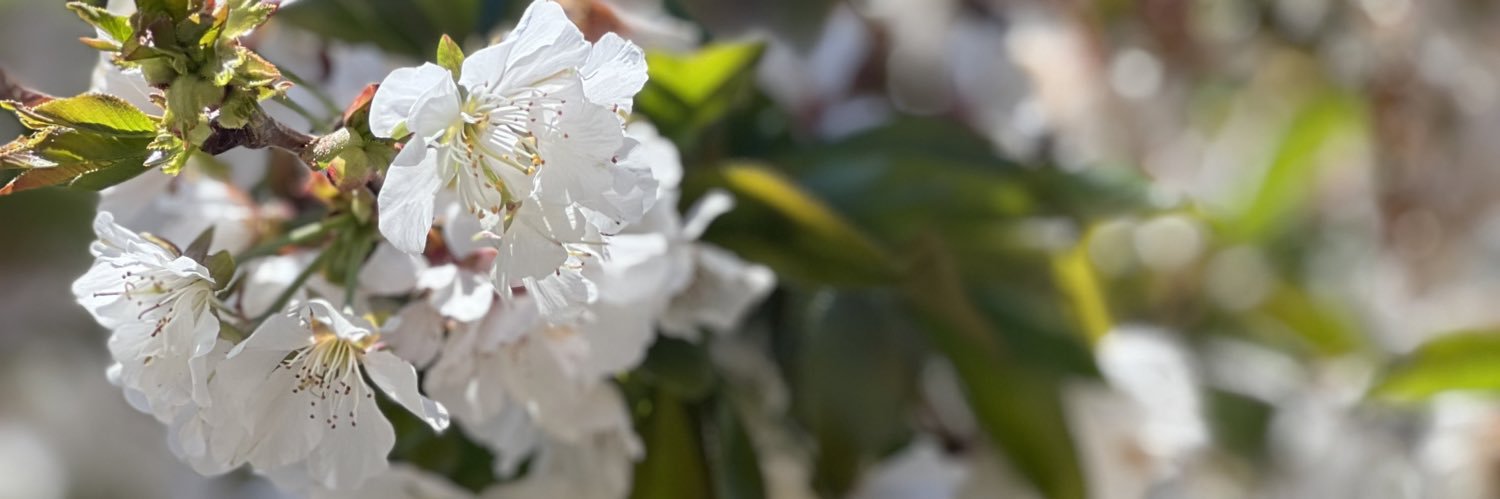 gracemonette's profile banner image