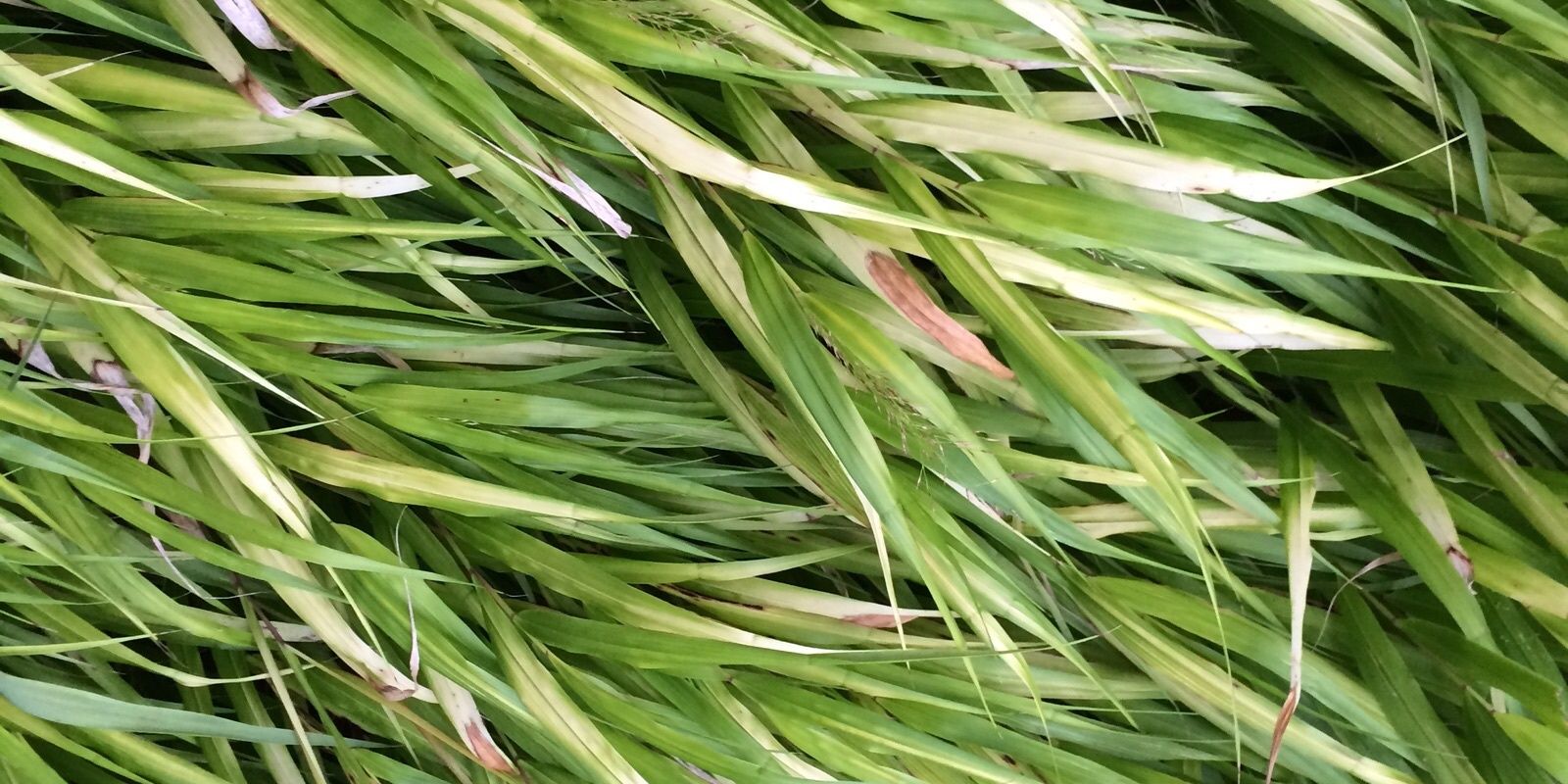 AlisonBrux's profile banner image