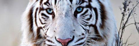 Gonzalezmonse13's profile banner image