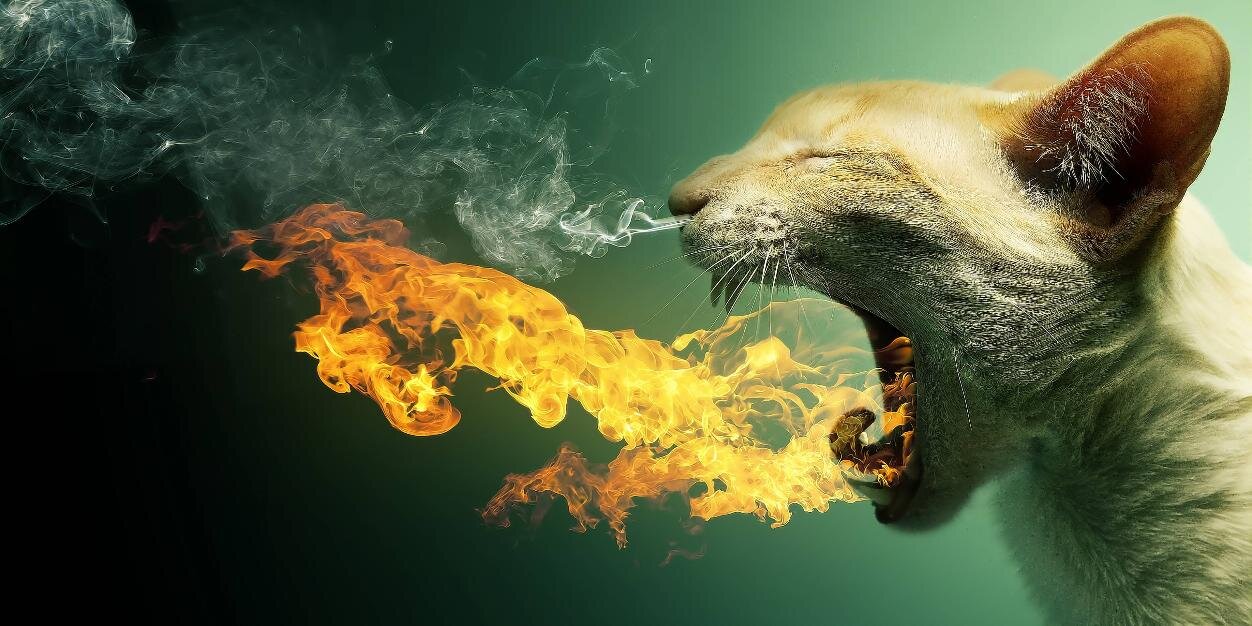 SubjektZero🦁🔪🌸 banner