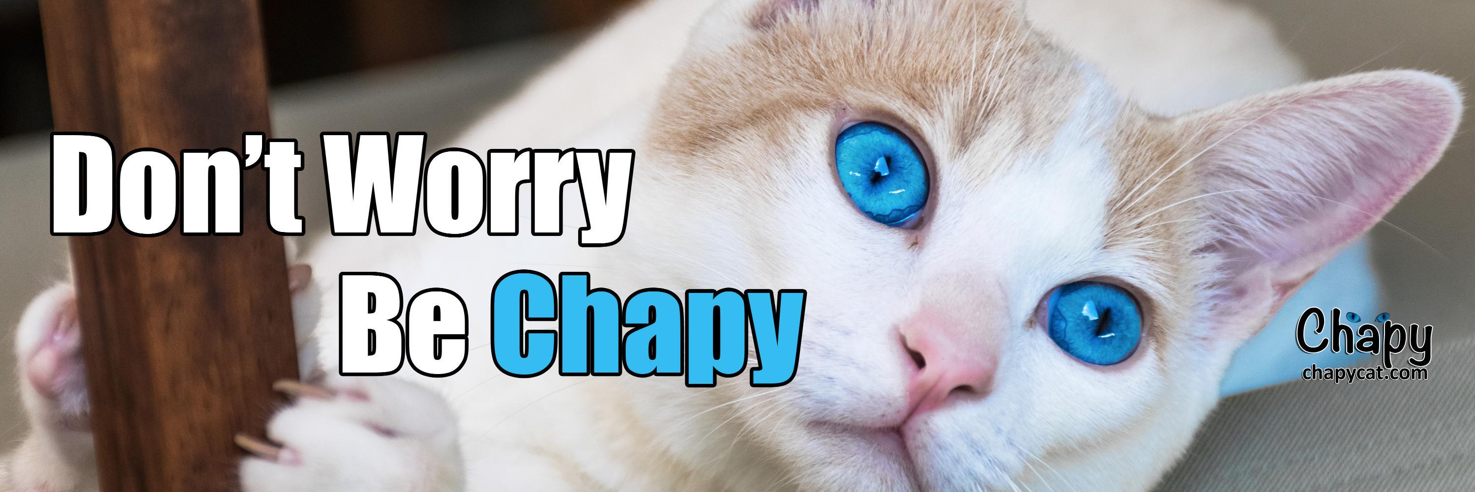 Chapy_cat's profile banner image