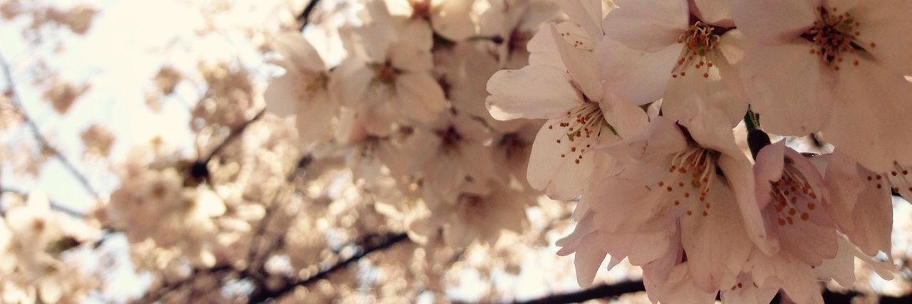 spring_crimson's profile banner image