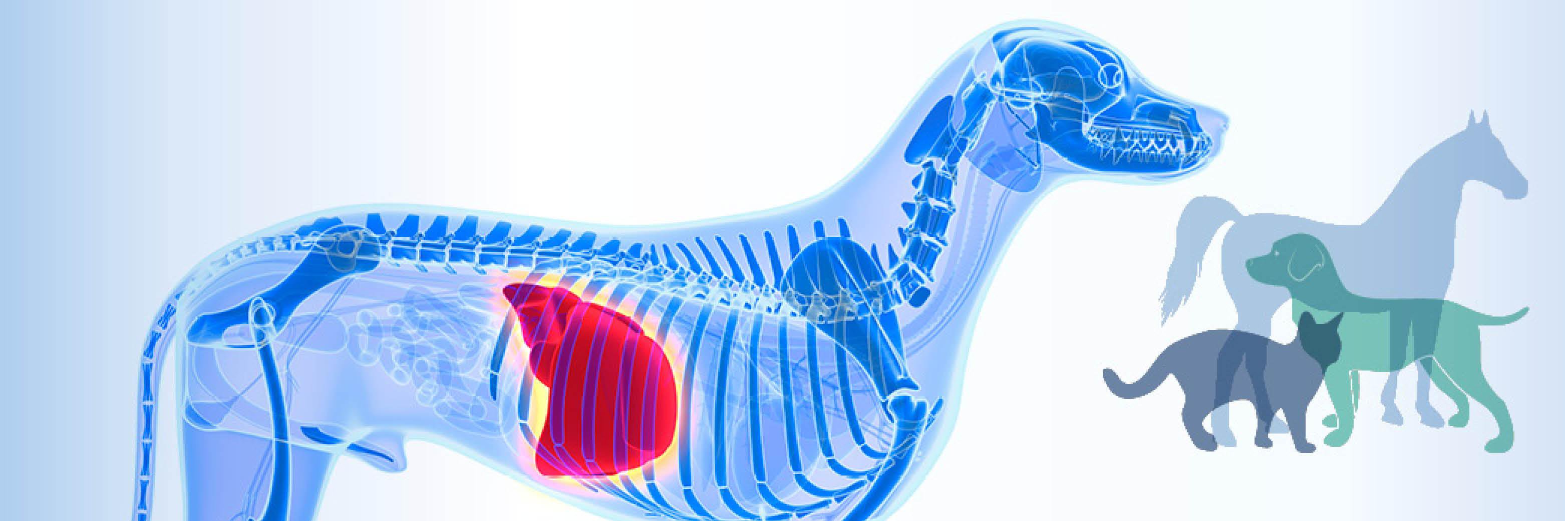 FibroVet's profile banner image