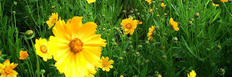 wildworkswhimsy's profile banner image